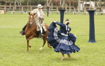 caballo de paso1